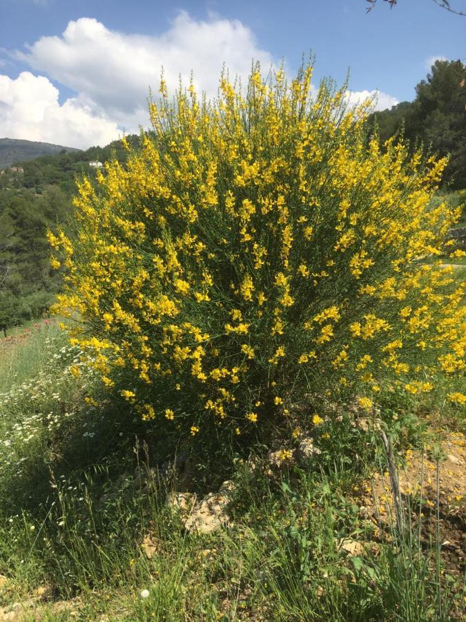 Les Genets Villa Fayence Bagian luar foto
