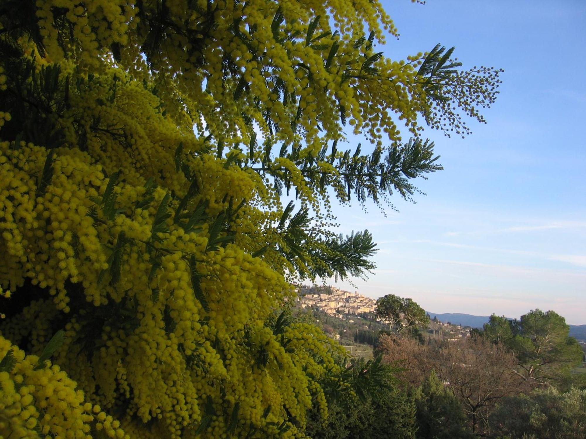 Les Genets Villa Fayence Bagian luar foto