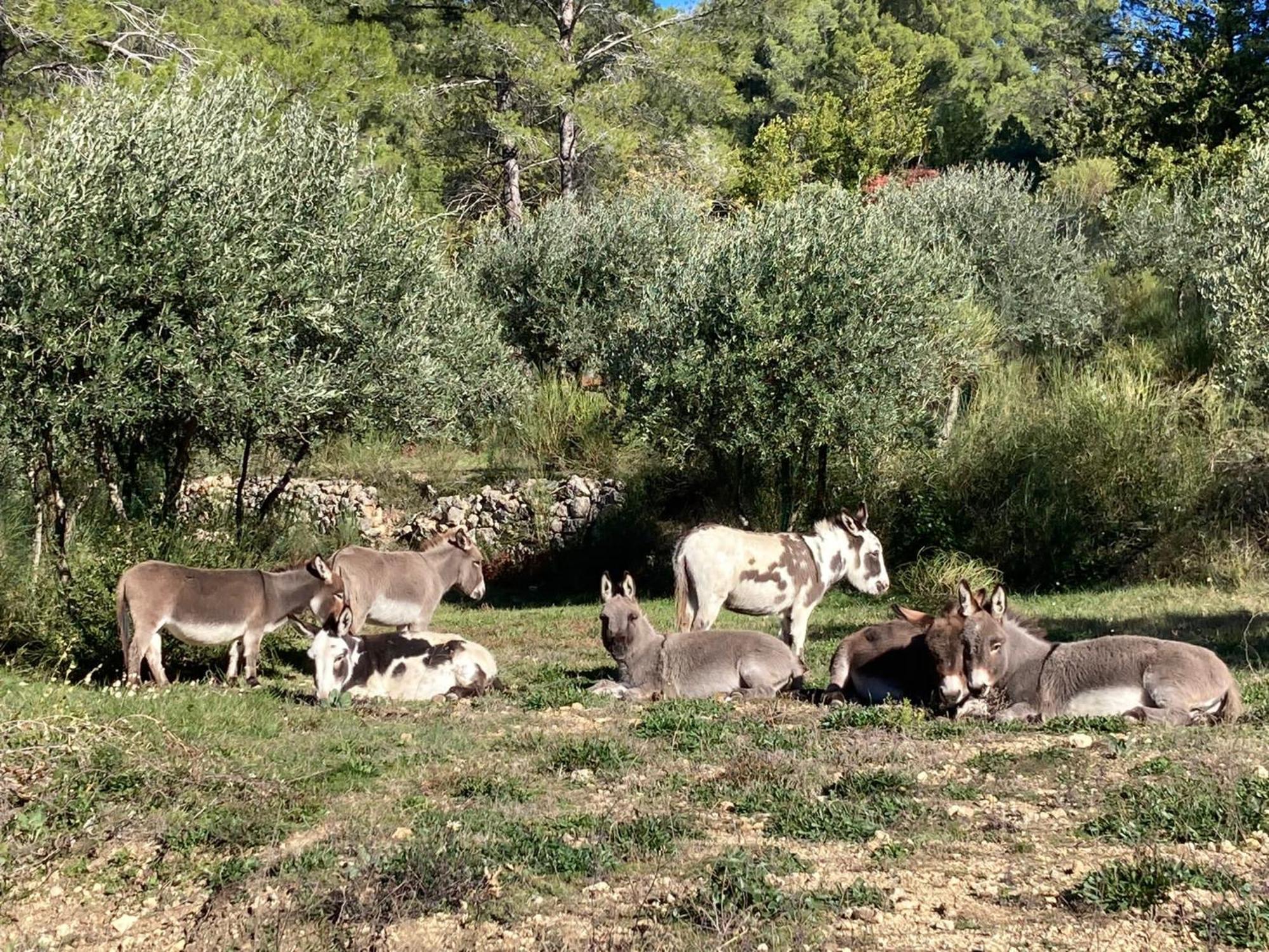 Les Genets Villa Fayence Bagian luar foto