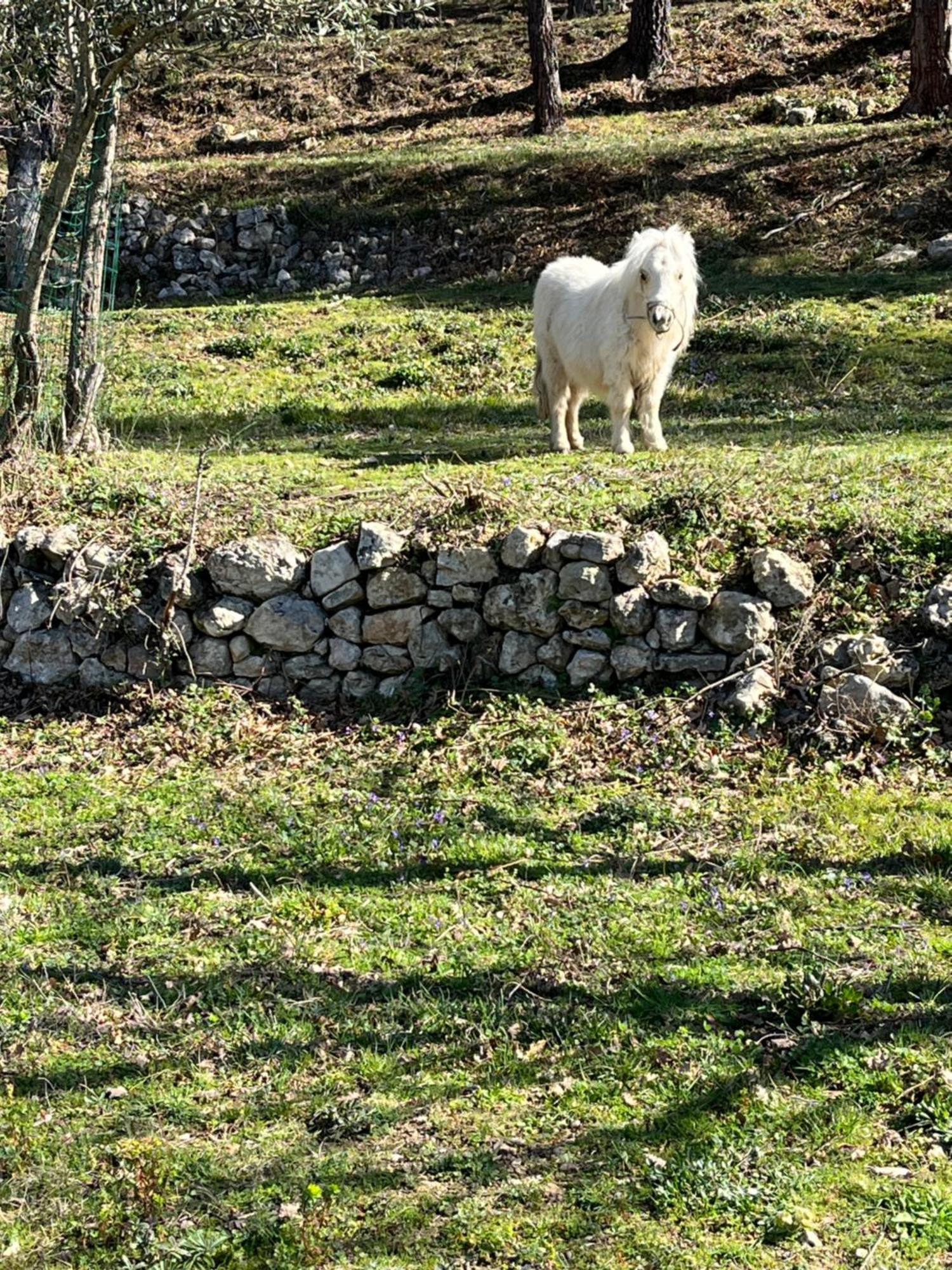 Les Genets Villa Fayence Bagian luar foto
